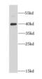 DnaJ homolog subfamily B member 6 antibody, FNab02452, FineTest, Western Blot image 
