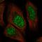 Zinc Finger Protein 304 antibody, HPA050531, Atlas Antibodies, Immunofluorescence image 