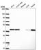 BSG antibody, HPA074870, Atlas Antibodies, Western Blot image 