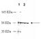 Arginine Vasopressin Receptor 1B antibody, ADI-905-750-100, Enzo Life Sciences, Western Blot image 