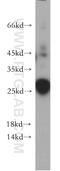 Deleted In Primary Ciliary Dyskinesia Homolog (Mouse) antibody, 20936-1-AP, Proteintech Group, Western Blot image 