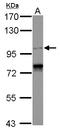 Spindle And Centriole Associated Protein 1 antibody, LS-C155644, Lifespan Biosciences, Western Blot image 