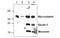 C-Type Lectin Domain Containing 7A antibody, MBS837653, MyBioSource, Western Blot image 