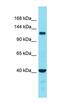 Family With Sequence Similarity 221 Member B antibody, orb326931, Biorbyt, Western Blot image 