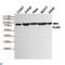X-Ray Repair Cross Complementing 5 antibody, LS-C813035, Lifespan Biosciences, Western Blot image 