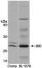 BH3-interacting domain death agonist antibody, A300-167A, Bethyl Labs, Western Blot image 