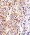 Ubiquitin Specific Peptidase 15 antibody, orb331033, Biorbyt, Immunohistochemistry paraffin image 