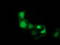 Cyclin Dependent Kinase 2 antibody, TA502807, Origene, Immunofluorescence image 