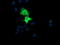 Cytidine/Uridine Monophosphate Kinase 1 antibody, LS-C787588, Lifespan Biosciences, Immunofluorescence image 