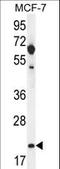Claudin 25 antibody, LS-C166811, Lifespan Biosciences, Western Blot image 