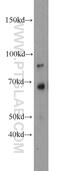 Kirre Like Nephrin Family Adhesion Molecule 2 antibody, 10890-1-AP, Proteintech Group, Western Blot image 