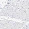 Serine Hydroxymethyltransferase 2 antibody, HPA020549, Atlas Antibodies, Immunohistochemistry paraffin image 