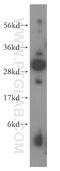 Family With Sequence Similarity 192 Member A antibody, 16830-1-AP, Proteintech Group, Western Blot image 