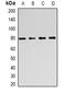 Forkhead Box P2 antibody, orb340951, Biorbyt, Western Blot image 