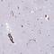 Neurexophilin 1 antibody, HPA020062, Atlas Antibodies, Immunohistochemistry paraffin image 