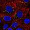 Cyclin I antibody, NBP2-56916, Novus Biologicals, Immunofluorescence image 