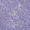 Serpin Family B Member 10 antibody, HPA059582, Atlas Antibodies, Immunohistochemistry frozen image 