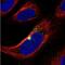 Protein ZNF365 antibody, NBP2-30451, Novus Biologicals, Immunofluorescence image 
