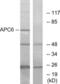Cell Division Cycle 16 antibody, LS-B13329, Lifespan Biosciences, Western Blot image 
