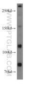 Microtubule-associated tumor suppressor 1 antibody, 13436-1-AP, Proteintech Group, Western Blot image 