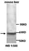 Adrenoceptor Alpha 1D antibody, orb77049, Biorbyt, Western Blot image 