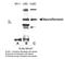 Neurofibromin 1 antibody, TA336613, Origene, Western Blot image 