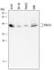 LIM and senescent cell antigen-like-containing domain protein 1 antibody, MAB6257, R&D Systems, Western Blot image 