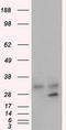 Glycine N-Methyltransferase antibody, TA501276S, Origene, Western Blot image 