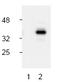 Caspase 9 antibody, AP00052PU-N, Origene, Western Blot image 