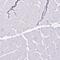 Metastasis-suppressor KiSS-1 antibody, PA5-57314, Invitrogen Antibodies, Immunohistochemistry frozen image 