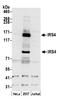 Insulin receptor substrate 4 antibody, A305-344A, Bethyl Labs, Western Blot image 