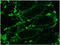 Collagen Type IV Alpha 1 Chain antibody, AM33006PU-N, Origene, Immunohistochemistry frozen image 