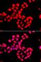 Protocadherin Alpha 13 antibody, orb248006, Biorbyt, Immunofluorescence image 