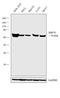 Heat shock 70 kDa protein 1A/1B antibody, MA1-10889, Invitrogen Antibodies, Western Blot image 