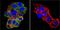 Nuclear Receptor Subfamily 3 Group C Member 2 antibody, MA1-620, Invitrogen Antibodies, Immunofluorescence image 
