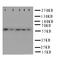 Protein Disulfide Isomerase Family A Member 3 antibody, LS-C312831, Lifespan Biosciences, Western Blot image 