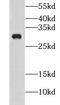 C-Type Lectin Domain Family 12 Member B antibody, FNab01747, FineTest, Western Blot image 