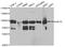 Kinesin-like protein KIF2C antibody, TA332693, Origene, Western Blot image 