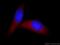 High Mobility Group Nucleosome Binding Domain 1 antibody, 11695-1-AP, Proteintech Group, Immunofluorescence image 