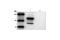 Galactosidase Beta 1 antibody, 2372S, Cell Signaling Technology, Western Blot image 