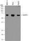 Polypeptide N-Acetylgalactosaminyltransferase 2 antibody, AF7507, R&D Systems, Western Blot image 
