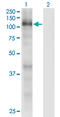 RB Transcriptional Corepressor Like 1 antibody, LS-C198066, Lifespan Biosciences, Western Blot image 