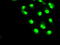 Solute Carrier Family 2 Member 5 antibody, TA500616, Origene, Immunofluorescence image 