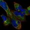 HAUS Augmin Like Complex Subunit 3 antibody, NBP2-57796, Novus Biologicals, Immunofluorescence image 