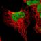 Autism susceptibility gene 2 protein antibody, HPA000390, Atlas Antibodies, Immunofluorescence image 