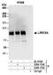 Leucine Rich Repeat Containing 8 VRAC Subunit A antibody, A304-175A, Bethyl Labs, Immunoprecipitation image 