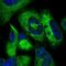 Junctional Sarcoplasmic Reticulum Protein 1 antibody, PA5-60811, Invitrogen Antibodies, Immunofluorescence image 