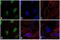Rabbit IgG antibody, A24532, Invitrogen Antibodies, Immunofluorescence image 