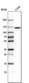 Myosin-Ie antibody, PA5-54913, Invitrogen Antibodies, Western Blot image 