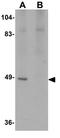 Autophagy Related 13 antibody, GTX85183, GeneTex, Western Blot image 